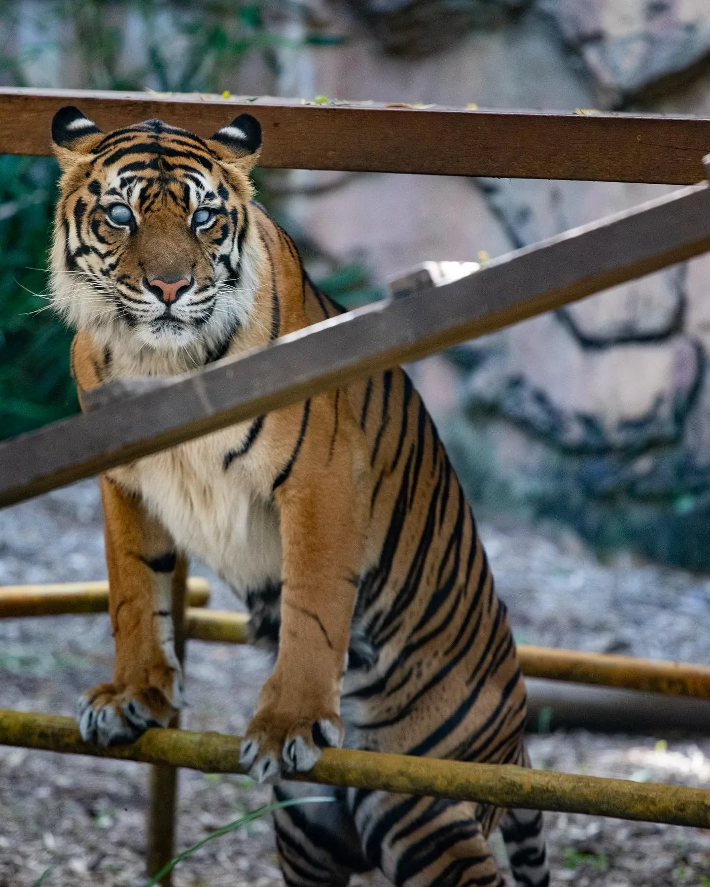 A tiger sitting on a wooden platform and looking towards the camera