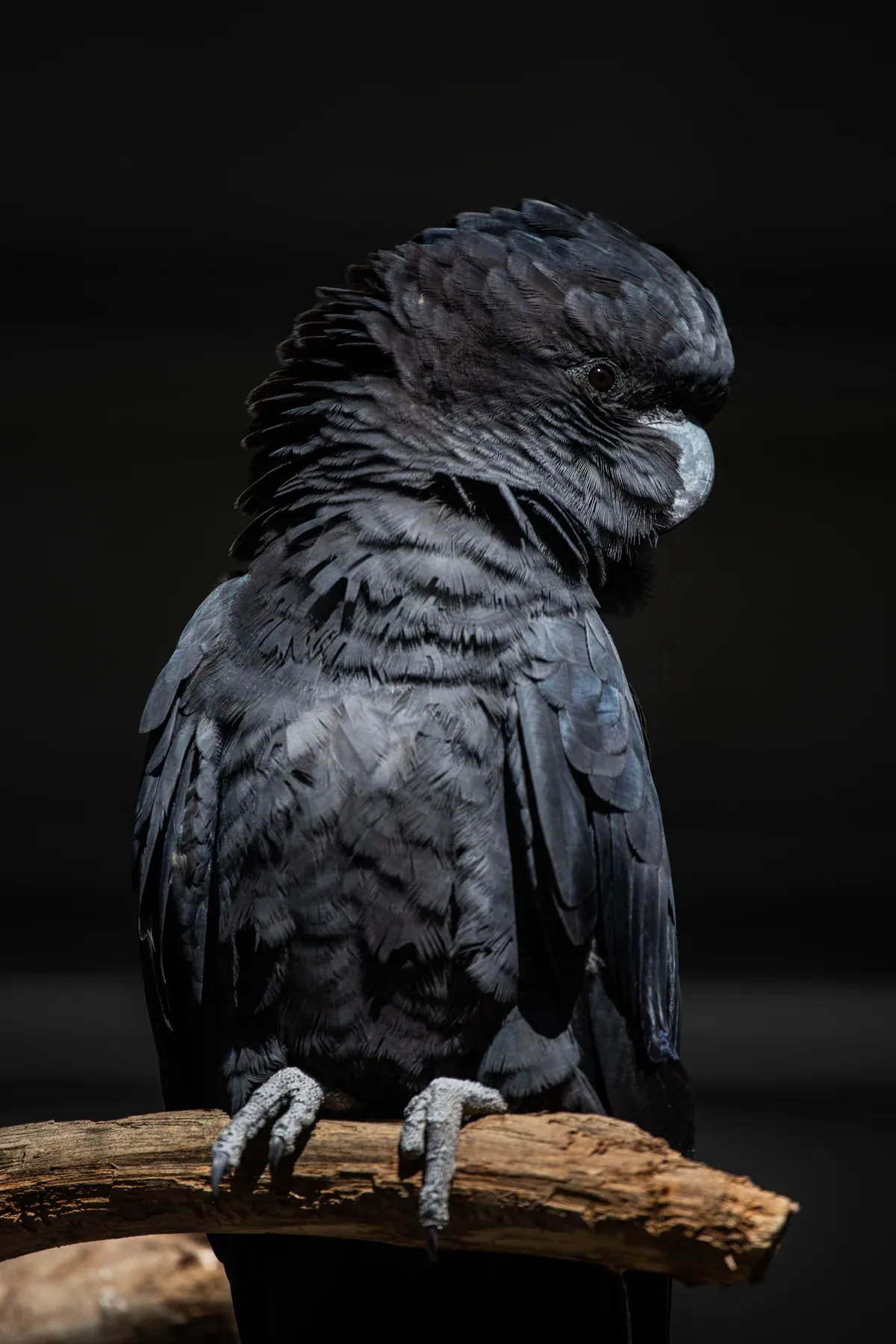 A black cockatoo perched on a branch, its layered feathers lit against a dark background