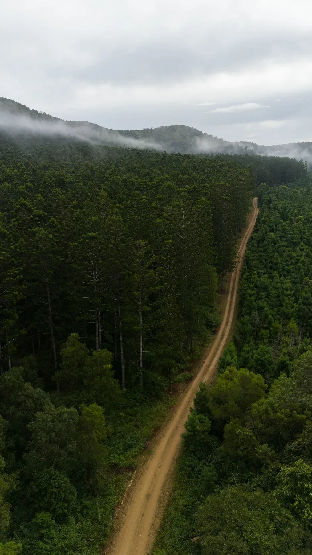 A winding dirt road through dense green forest beneath low cloud and mist